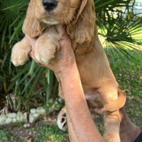 Cuccioli di Cocker Spaniel