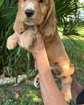 Cuccioli di Cocker Spaniel