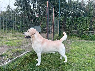 Labrador stallone purosangue per monta
