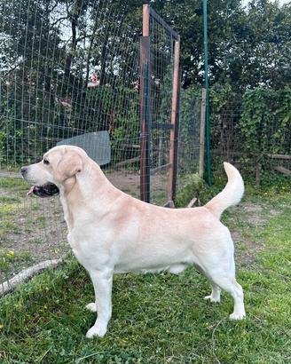 Labrador stallone purosangue per monta