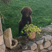 Lagotto tartufi