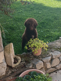 Lagotto tartufi