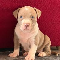 Pitbull ukc