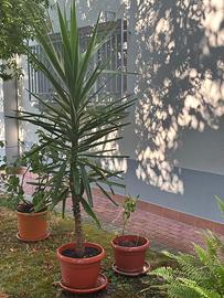 Pianta di jucca