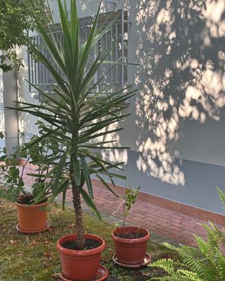 Pianta di jucca