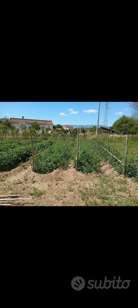 Terreno agricolo con casolare a Rende Isolette - Vista 6