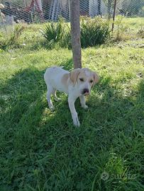 Cuccioli di cane di media taglia