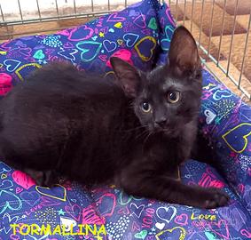 TORMALLINA micina nera di 3 mesi