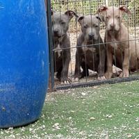 Cucciolo pitbull