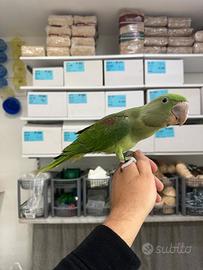 Grande alessandrino allevato a mano