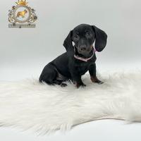 Esclusivi Bassottini Black