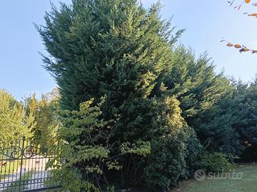 siepe di cipressi