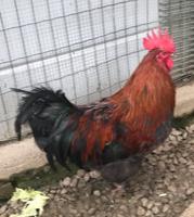 Marans