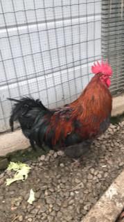 Marans
