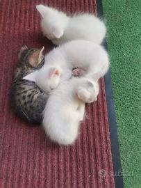Gattino/a di due mesi