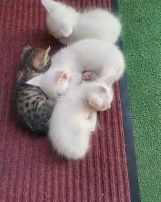 Gattino/a di due mesi