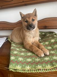 Shiba-inu cuccioli