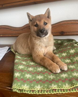 Shiba-inu cuccioli