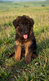 Cuccioli pastore tedesco