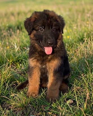 Cuccioli pastore tedesco