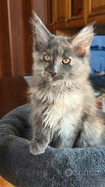 Maine Coon cuccioli pedigree ANFI