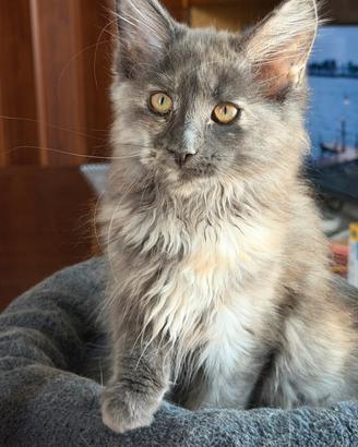 Maine Coon cuccioli pedigree ANFI