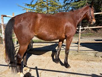 Cavalla da sella nata il 16.6.2022