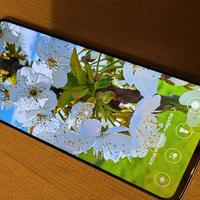 honor x8a