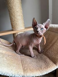 Cucciolo canadian sphynx