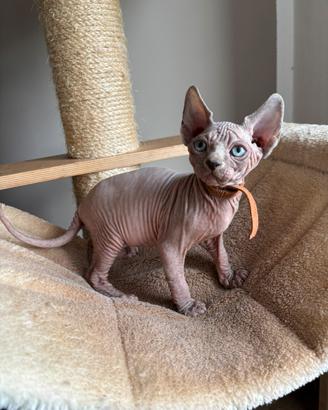 Cucciolo canadian sphynx