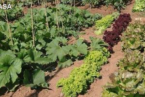 Lotti agricoli per orto a Chiaravalle
