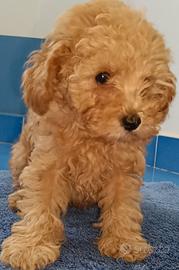 Barboncino mini toy red femmina