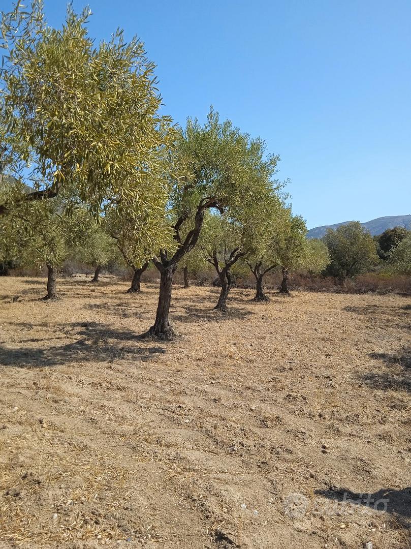 Oliveto a Dolianova - Vista 2