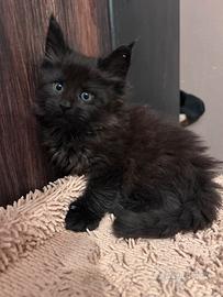 Cucciole Maine coon