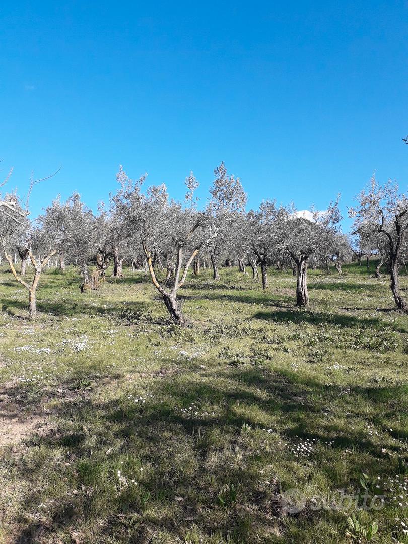 Terreno con uliveto - Vista 4