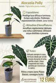 Piante