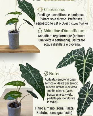 Piante