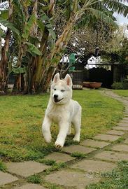 Siberian Husky
