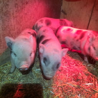 Maialini mini pig