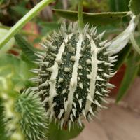 Cucumis Africanus - 1 frutto - PIANTE RARE