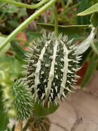 Cucumis Africanus - 1 frutto - PIANTE RARE