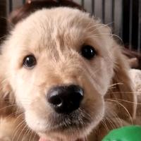 Golden retriever ENCI