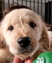 Golden retriever ENCI
