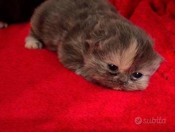 Cuccioli di gattini persiani e certosini