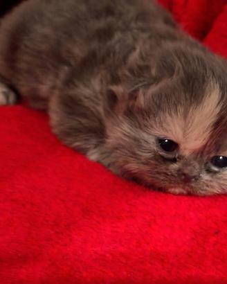 Cuccioli di gattini persiani e certosini