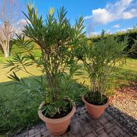 Grandi oleandri in vaso