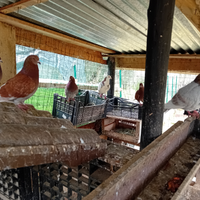 Piccioni giovani e grandi da carne