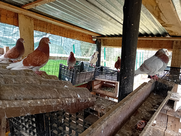 Piccioni giovani e grandi da carne