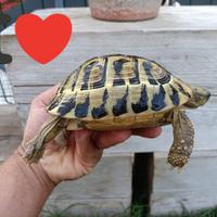 ULTIMA HERMANNI HERMANNI FONTE C Adulta