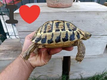 ULTIMA HERMANNI HERMANNI FONTE C Adulta